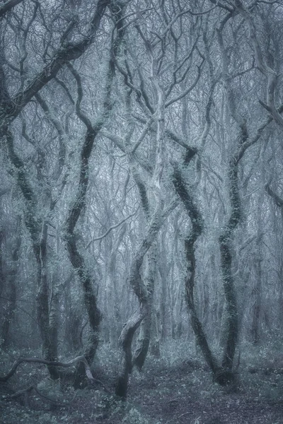 森林里一棵树的黑白照片 — 图库照片