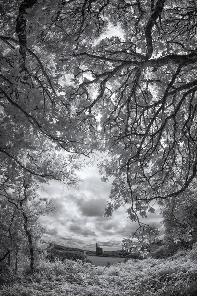 Black White Photo Trees Forest — Stock Photo, Image