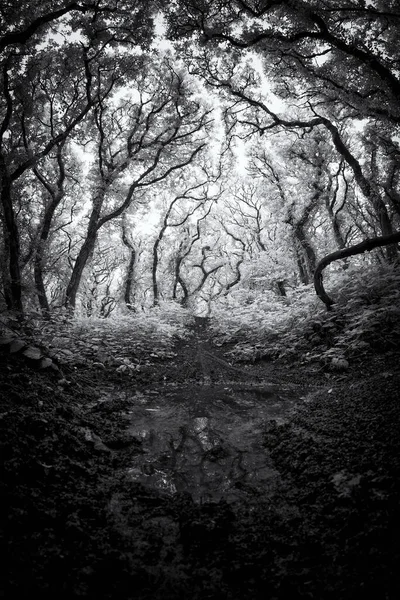 Чорно Біле Фото Дерев Лісі — стокове фото