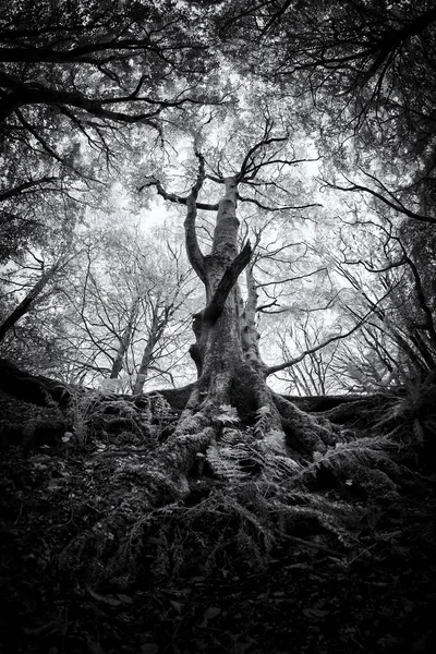 Photo Noir Blanc Arbre Dans Forêt — Photo