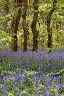 Bluebell ahşap Cornwall, İngiltere, İngiltere