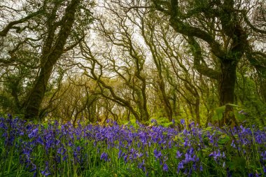 Bluebell ahşap Cornwall, İngiltere, İngiltere