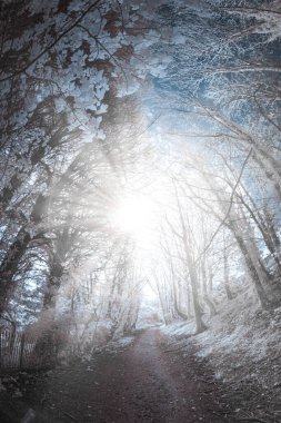 Ağaçların arasında yolu olan güzel bir park