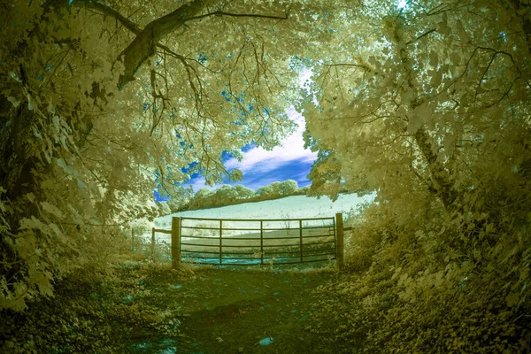 Clôture Bois Sur Fond Forêt — Photo