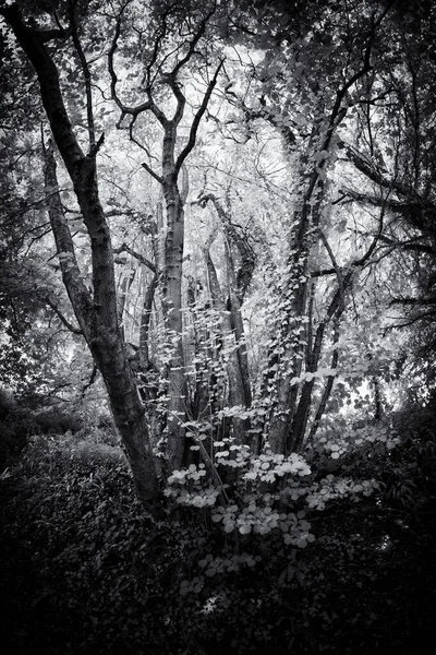 Prachtig Uitzicht Het Bos Het Park — Stockfoto