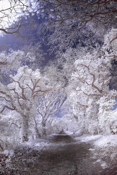 Beau Parc Avec Route Entre Les Arbres — Photo