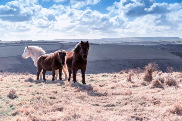 Geniş ağızlı Mısır Duvarı İngiltere 'de deniz kenarındaki vahşi midilliler. 