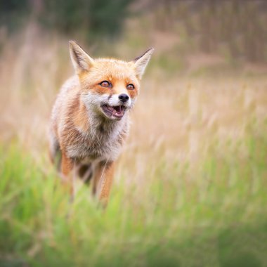 Kızıl Tilki 'yi kapat