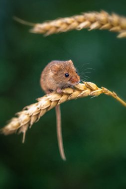 Bir daldaki küçük hasat faresinin yakın görüntüsü