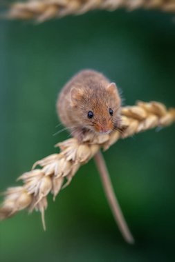 Bir daldaki küçük hasat faresinin yakın görüntüsü