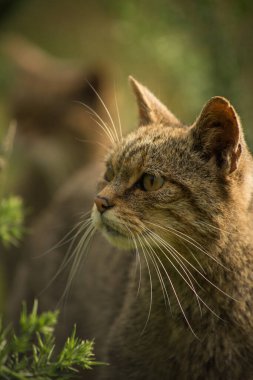 İskoç yaban kedisi Yaklaş