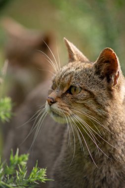 İskoç yaban kedisi Yaklaş