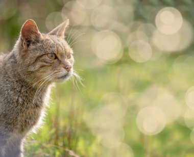 İskoç yaban kedisi Yaklaş