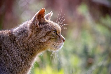 İskoç yaban kedisi Yaklaş