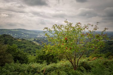 Kale drogo çevresindeki ağaçlık arazi Devon England uk 