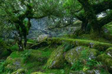 Wistmans Ormanı Dartmoor Devon İngiltere