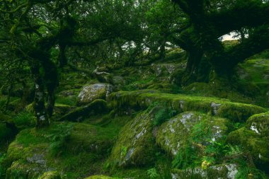 Wistmans Ormanı Dartmoor Devon İngiltere