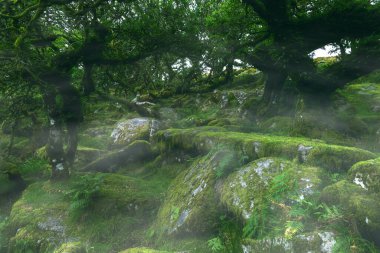 Wistmans Ormanı Dartmoor Devon İngiltere