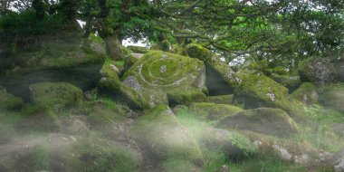 Wistmans Ormanı Dartmoor Devon İngiltere