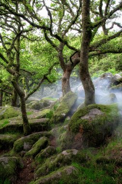 Wistmans Ormanı Dartmoor Devon İngiltere