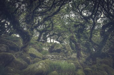 Wistmans Ormanı Devon İngiltere Dartmoor