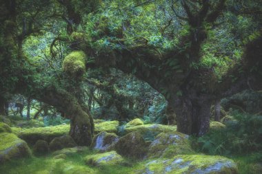 Wistmans Ormanı Devon İngiltere Dartmoor