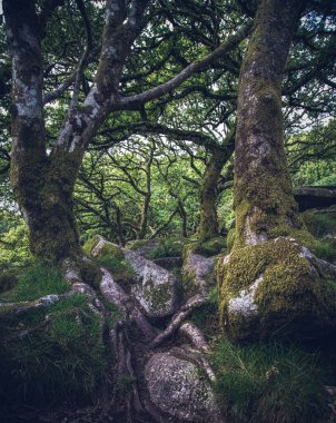 Wistmans Ormanı Dartmoor Devon İngiltere