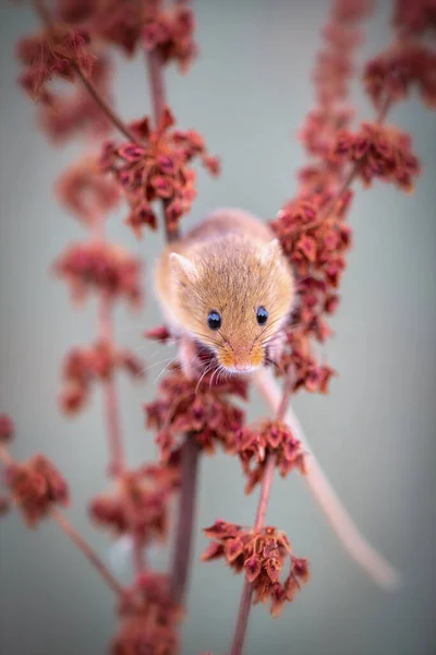 Żniwa Myszy Gałęziach — Zdjęcie stockowe