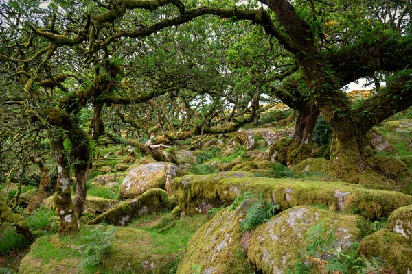 Wistmans Ormanı Dartmoor Devon İngiltere
