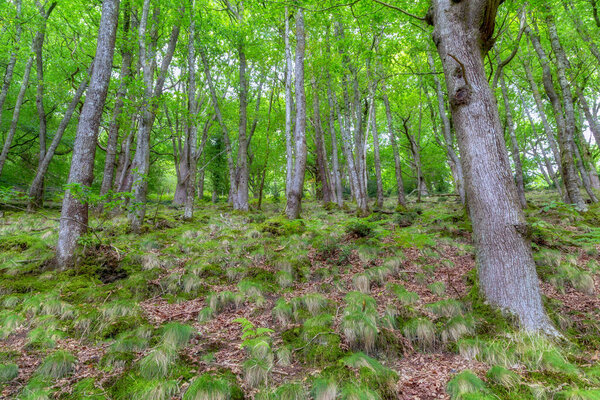 зеленый лес в лесу