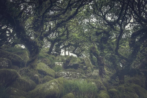 Wistmans Hout Devon Engeland Verenigd Koninkrijk Dartmoor — Stockfoto