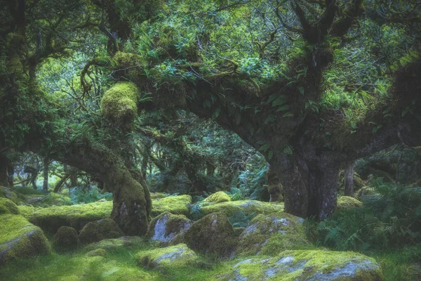 Wistmans Ormanı Devon İngiltere Dartmoor