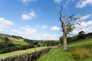 Yorkshire, İngiltere 'deki yeşil tepelerdeki kuru taş çitler. 