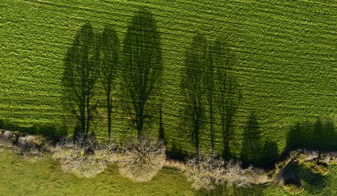 Ağaçlar gökyüzü görünümünü gölgeliyor
