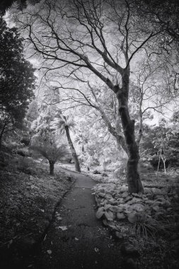 Kızılötesi bahçe yolu Cornwall İngiltere 