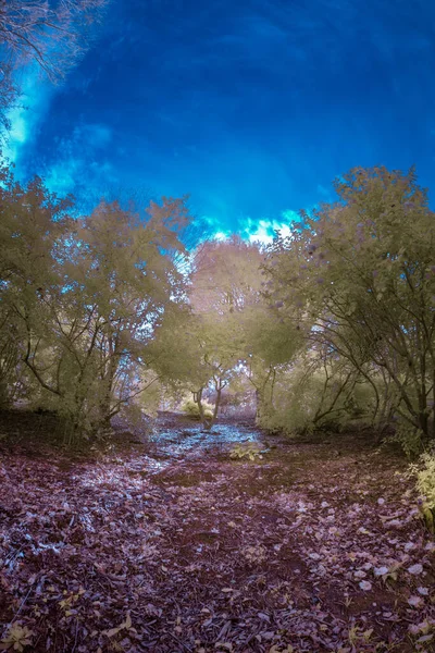 Sentier Est Une Belle Forêt Avec Grand Ciel Bleu Avec — Photo