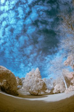  Geniş mavi bir gökyüzü ve bulutlu bir arka planı olan güzel bir orman.