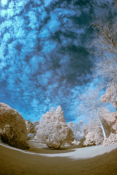 Belle Forêt Avec Grand Ciel Bleu Avec Fond Nuageux — Photo