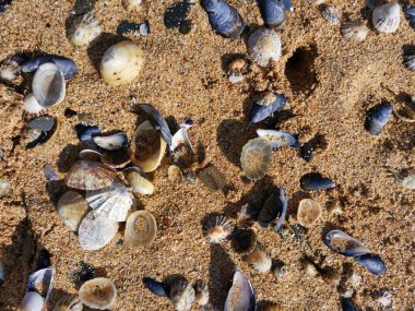Güneşin altında kumlu bir kumsalda deniz kabukları 
