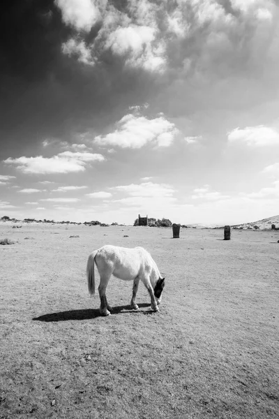 Horses Coast Path Polperro Infrared — Stock Photo, Image