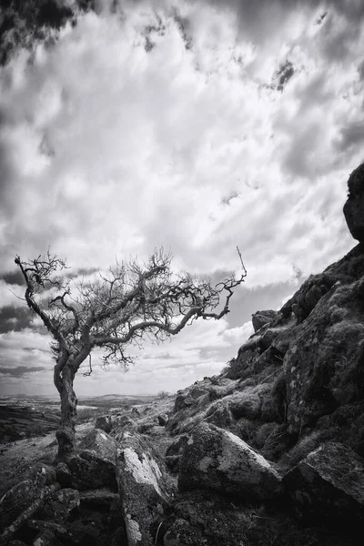 Dağlardaki Ölü Bir Ağacın Siyah Beyaz Fotoğrafı — Stok fotoğraf
