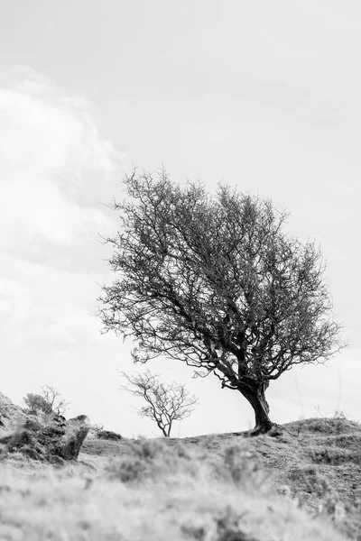 Black White Photo Dead Tree Mountains — Stock Photo, Image