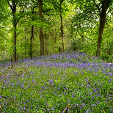 BlueBell Ormanı, idless Cornwall İngiltere Truro yakınlarında. 