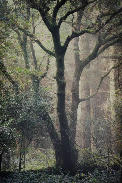 Misty Woodland Cornwall England — Fotografia de Stock