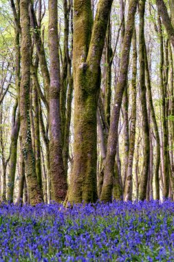 BlueBell Ormanı Cornwall İngiltere 