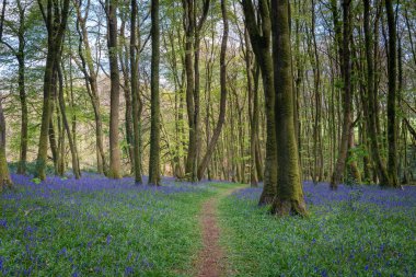 BlueBell Ormanı Cornwall İngiltere 