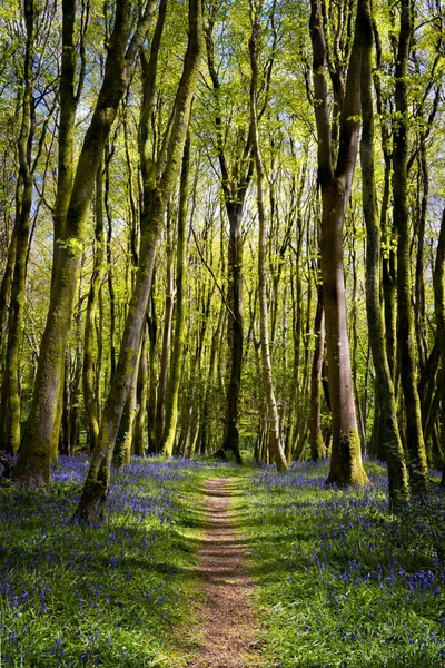 BlueBell Ormanı Cornwall İngiltere 