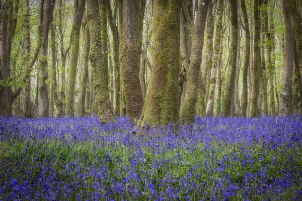 BlueBell Ormanı Cornwall İngiltere 