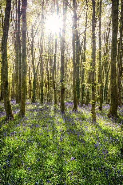 Bluebell Wood Cornwall England — Stockfoto