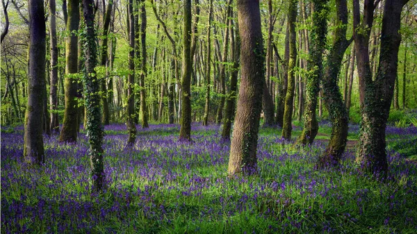 BlueBell Ormanı Cornwall İngiltere 